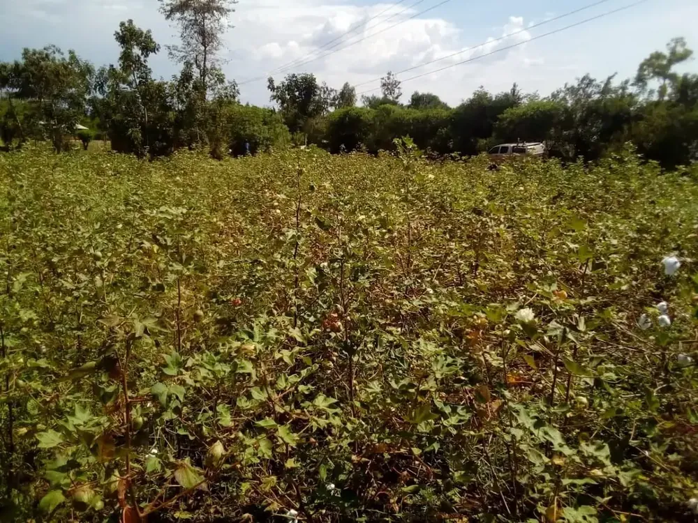 Cotton field and vegetation