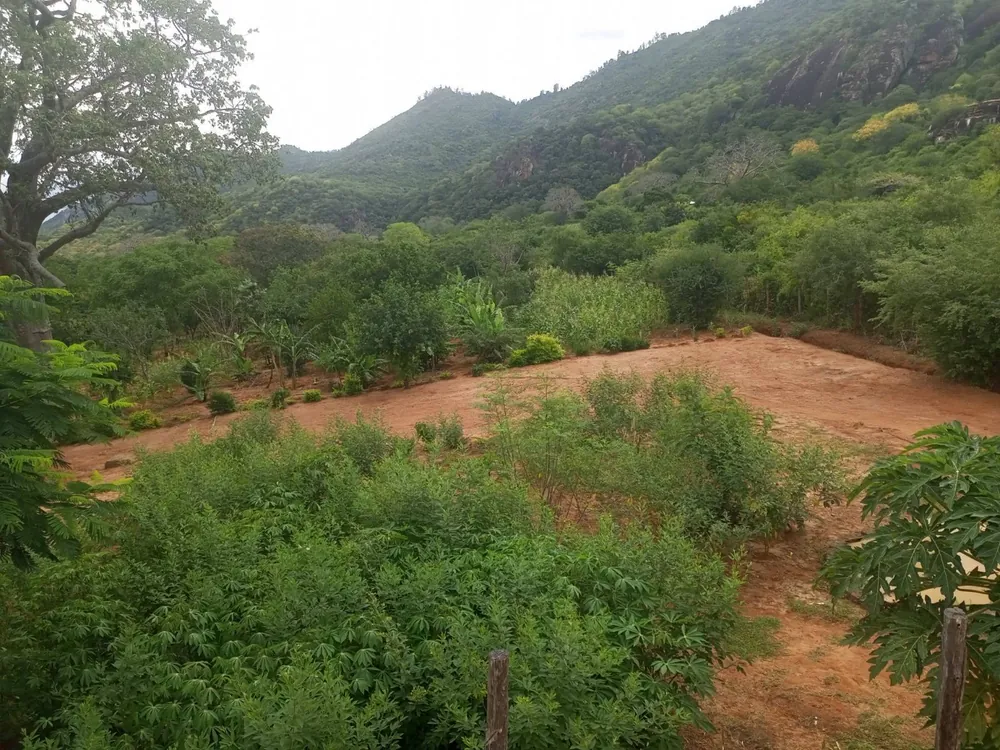 Regenerative agricultural landscape and vegetation in Sagalla, Kenya